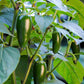 400 HOT JALAPENO PEPPER Capsicum Annuum Mexican Chili Vegetable Seeds