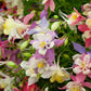 50 MCKANAS GIANT COLUMBINE Mixed Colors Aquilegia Hybrida Flower Seeds