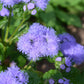 100 Dwarf BLUE MINK AGERATUM Houstonianum Fuzzy Double West Indies Flower Seeds