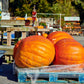 25 BIG MAX PUMPKIN Cucurbita Maxima Vegetable Seeds (Grow 100 pound pumpkins!)