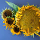 75 MAMMOTH GREY Stripe SUNFLOWER Helianthus Annuus Flower Seeds