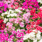 100 WEE Willie Dwarf SWEET WILLIAM Mixed Colors Dianthus Barbatus Flower Seeds