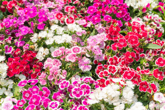 100 WEE Willie Dwarf SWEET WILLIAM Mixed Colors Dianthus Barbatus Flower Seeds