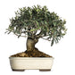 15 EUROPEAN OLIVE TREE Olea Europaea Edible Common Green Black Fruit Seeds