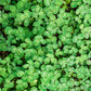 300 STRAWBERRY HEADED CLOVER Palestine Trifolium Fragiferum Pink Flower Seeds