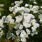 1000 WHITE YARROW Achillea Millefolium Flower Seeds