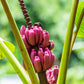 5 DWARF PINK BANANA Velvet Musa Velutina Flowering Fruit Tree Seeds