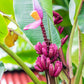 5 DWARF PINK BANANA Velvet Musa Velutina Flowering Fruit Tree Seeds