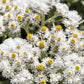 100 PEARLY EVERLASTING Anaphalis Margaritacea Fragrant Butterfly Flower Seeds