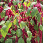 500 LOVE LIES BLEEDING Amaranthus Caudatus (Kiss Me Over The Garden Gate) Flower Seeds