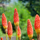 50 TORCH LILY Red Hot Poker / Tritoma / Kniphofia Uvaria Flower Seeds