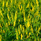 3000 YELLOW SWEET CLOVER Melilotus Officinalis Flower Seeds