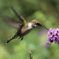 150 BUENOS AIRES VERBENA Brazilian Purple Bonariensis Patagonica Flower Seeds