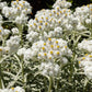 100 PEARLY EVERLASTING Anaphalis Margaritacea Fragrant Butterfly Flower Seeds