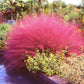 40 PINK MUHLY GRASS Cotton Candy Grass Muhlenbergia Capillaris Native Seeds