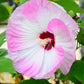 10 Luna PINK SWIRL Hardy HIBISCUS Moscheutos Flower Seeds