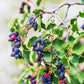 20 SASKATOON SERVICEBERRY aka Western, Pacific, Juneberry, Shadbush Amelanchier Alnifolia Native Edible Purple Berry Fruit White Flower Shrub Seeds