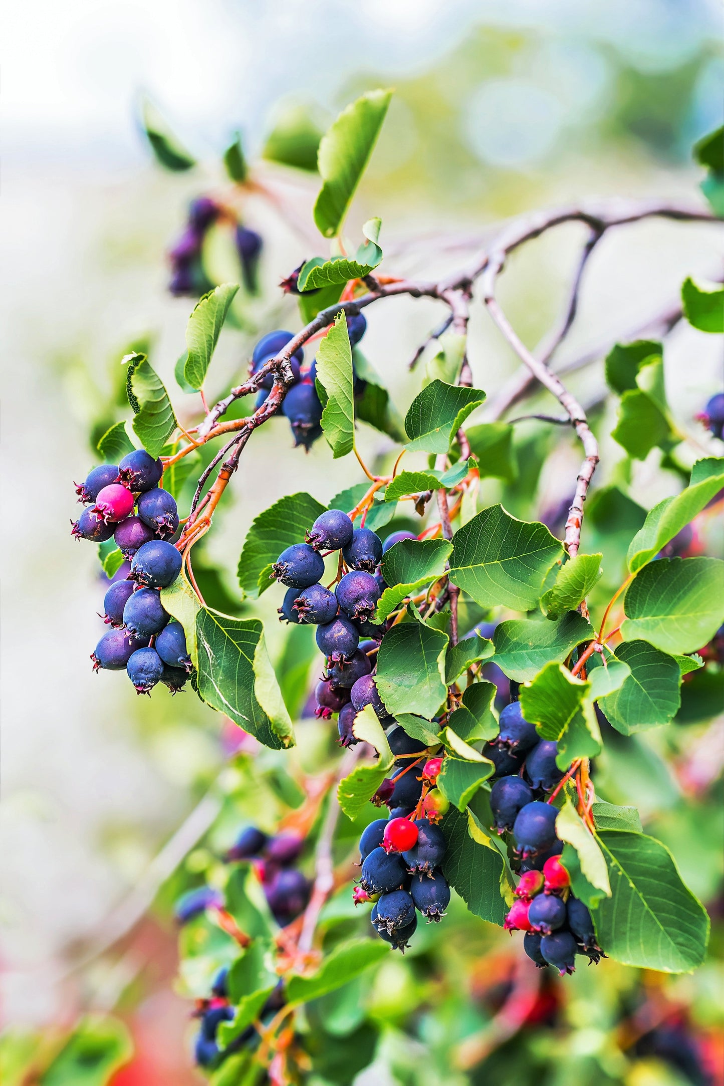 20 SASKATOON SERVICEBERRY aka Western, Pacific, Juneberry, Shadbush Amelanchier Alnifolia Native Edible Purple Berry Fruit White Flower Shrub Seeds
