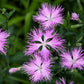 1000 FRINGED PINKS DIANTHUS Superbus White Pink Purple Flower Seeds