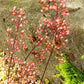 50 HEUCHERA Americana CORAL BELLS Dale's Strain American Alumroot Flower Seeds