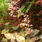 50 HEUCHERA Americana CORAL BELLS Dale's Strain American Alumroot Flower Seeds