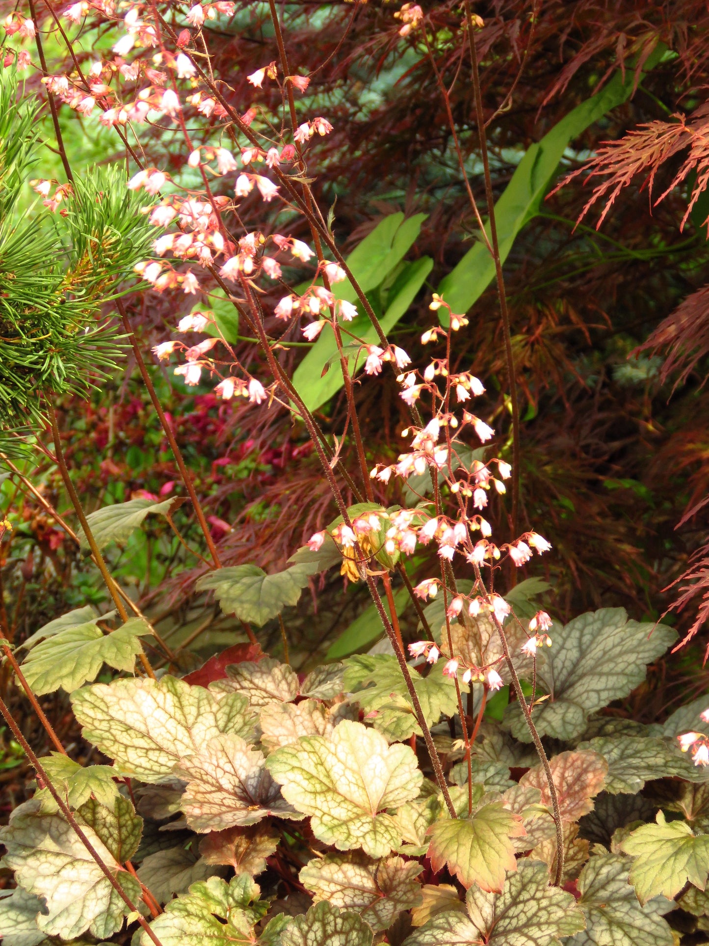 50 HEUCHERA Americana CORAL BELLS Dale's Strain American Alumroot Flower Seeds