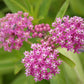 75 RED SWAMP MILKWEED Asclepias Incarnata Flower Seeds