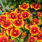 100 ARIZONA SUN GAILLARDIA Pulchella Indian Blanket Flower Seeds