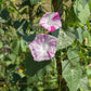 40 CARNEVALE di VENEZIA MORNING GLORY Pink & Purple with White Stripes Ipomoea Purpurea Flower Vine Seeds