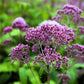50 Mixed Colors JOE PYE WEED Eupatorium Maculatum Flower Seeds