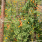 40 CHILEAN GLORY VINE Eccremocarpus Scaber Flower Seeds
