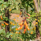 40 CHILEAN GLORY VINE Eccremocarpus Scaber Flower Seeds