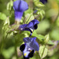 250 PURPLE MONKEY FLOWER Mimulus Ringens Seeds