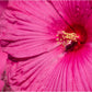 25 MIXED LUNA HIBISCUS Moscheutos Hardy Mixed Colors - Red, Hot Pink, Pink & White Swirl, and White Flower Seeds