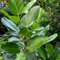 50 BANYAN / BANYAN FIG TREE East Indian Ficus Benghalensis Aerial Root Houseplant Seeds