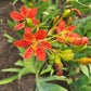 10 FRECKLEFACE BLACKBERRY LILY (Leopard Lily) Belamcanda Chinensis Iris Domestica Flower Seeds