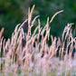 1000 Variegated RIBBON GRASS Reed Canary Phalaris Arundinacea Pink Flower Seeds