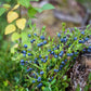 20 Common BILBERRY Fruit Shrub European Blueberry Vaccinium Myrtillus Seeds