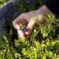 20 Common BILBERRY Fruit Shrub European Blueberry Vaccinium Myrtillus Seeds