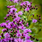 250 PURPLE IRONWEED Prairie Vernonia Fasciculata Flower Seeds