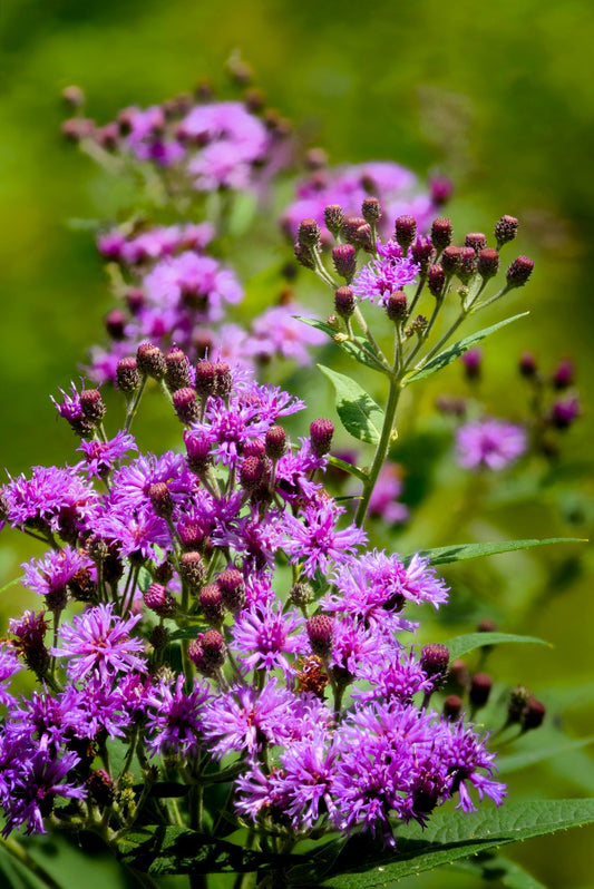 250 PURPLE IRONWEED Prairie Vernonia Fasciculata Flower Seeds