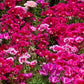 500 Pink FAREWELL TO SPRING Clarkia Elegans Godetia Flower Seeds