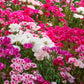 500 DOUBLE DEUCES GODETIA Grandiflora Clarkia Amoena Mixed Colors & Bicolor Flower Seeds