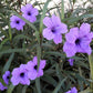 100 Blue Purple FRINGELEAF PETUNIA Wild Ruellia Humilis Perennial Native Flower Seeds