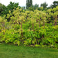 30 ANGELICA Archangelica Officinalis Edible Archangel / Holy Ghost Herb Seeds