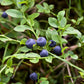 20 Common BILBERRY Fruit Shrub European Blueberry Vaccinium Myrtillus Seeds