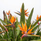 5 TROPICAL BIRD OF PARADISE Strelitzia Reginae Crane Flower Houseplant Seeds