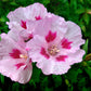 200 ROSE MALLOW MIX (Bush Mallow) Hibiscus Lavatera Trimestris Flower Seeds