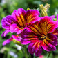 200 Mixed Colors PAINTED TONGUE (Velvet Trumpet Flower) Salpiglossis Grandiflora Virgiana Flower Seeds