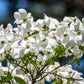 10 American WHITE FLOWERING DOGWOOD Small Tree Cornus Florida Seeds